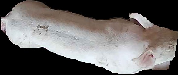 Crop