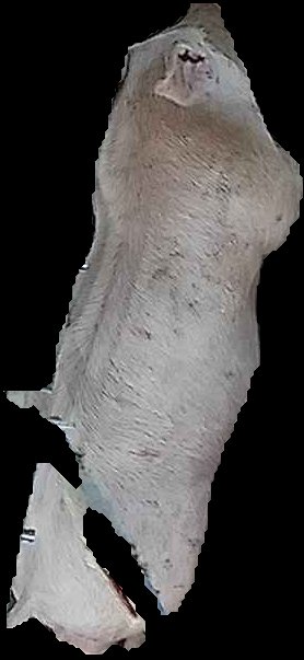 Crop