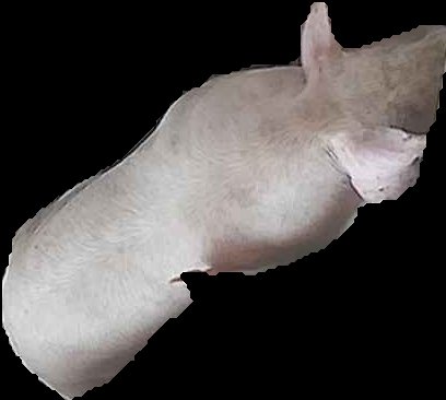 Crop