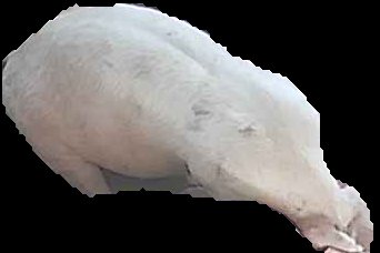 Crop