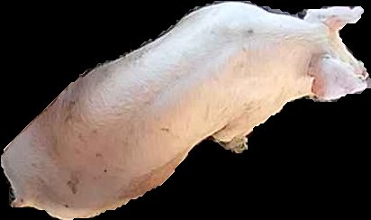 Crop