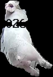 Crop