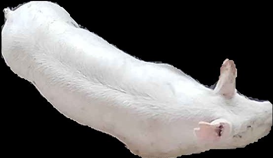 Crop