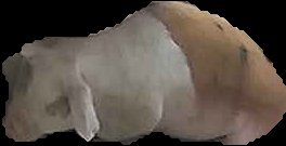 Crop