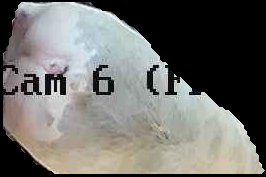 Crop
