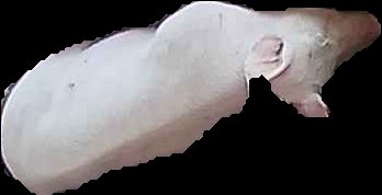 Crop