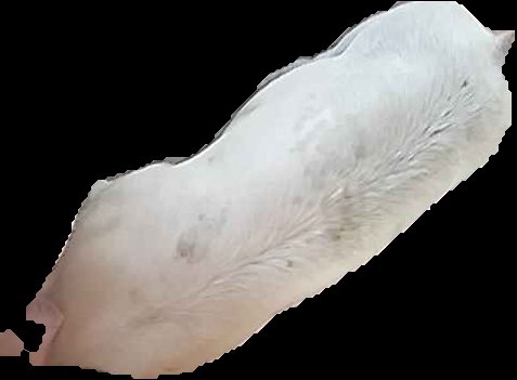 Crop