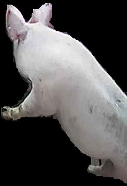 Crop