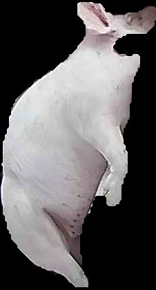 Crop