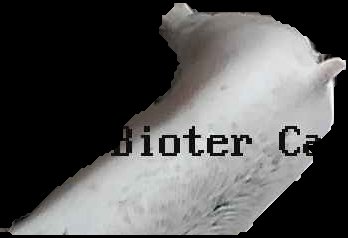 Crop