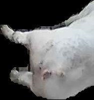 Crop