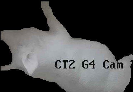 Crop