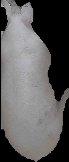 Crop