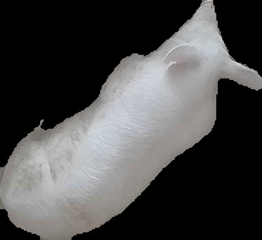 Crop