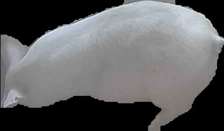 Crop