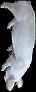 Crop