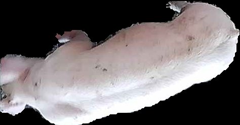 Crop