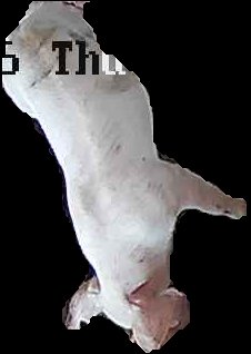 Crop