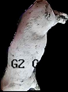 Crop