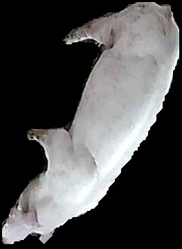 Crop