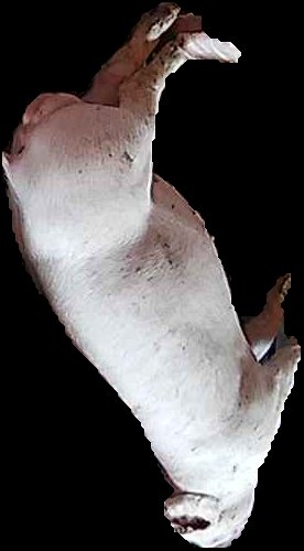 Crop