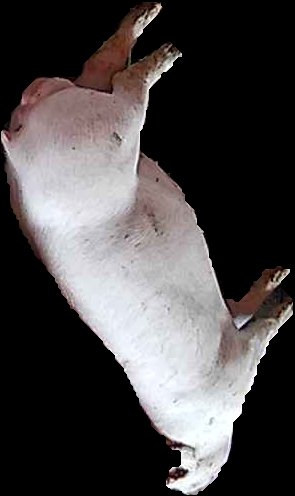 Crop