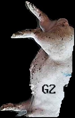 Crop