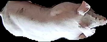 Crop