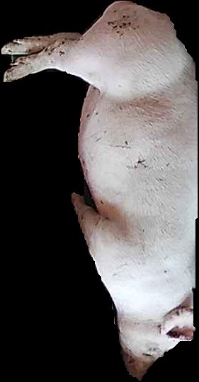 Crop