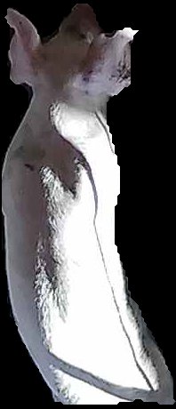 Crop