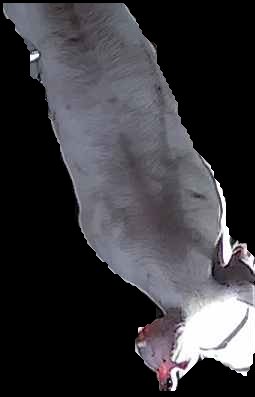 Crop