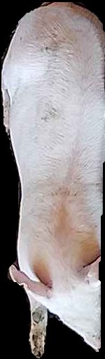 Crop