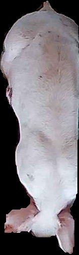 Crop