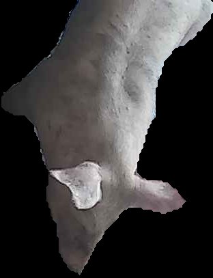 Crop
