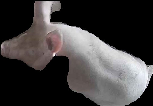 Crop