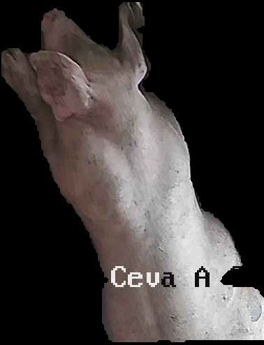 Crop