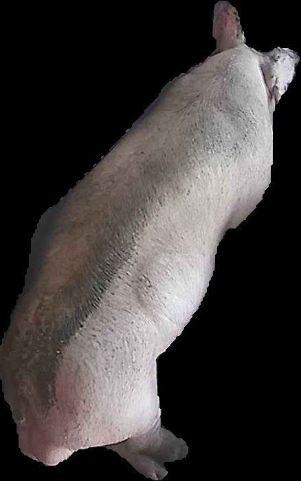 Crop