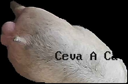Crop