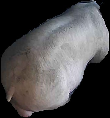 Crop