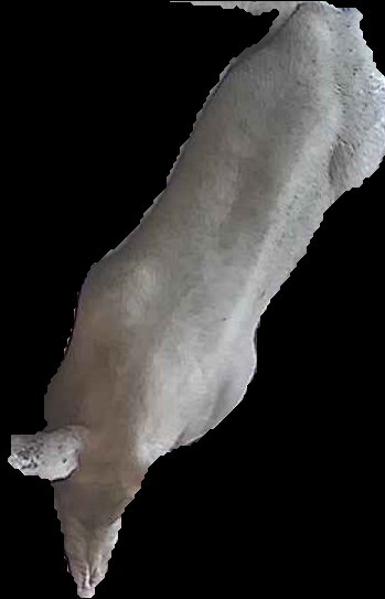 Crop