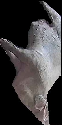 Crop