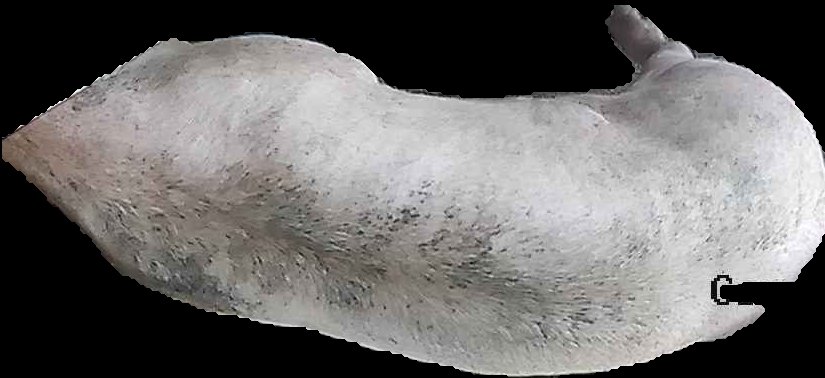 Crop