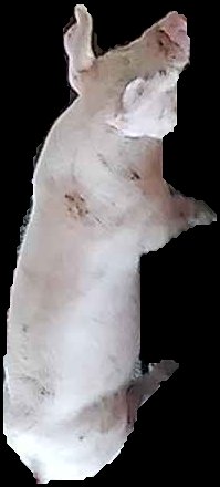 Crop