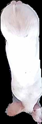Crop