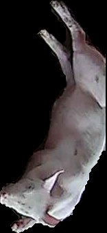 Crop