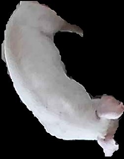 Crop