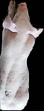Crop