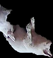 Crop