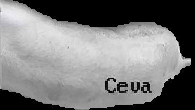 Crop