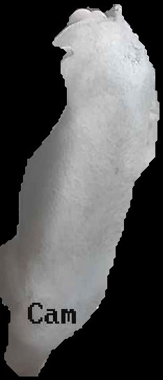 Crop